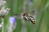 Anthidium septemspinosum